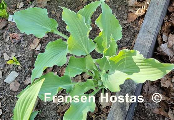 Hosta Frilly Fantasy